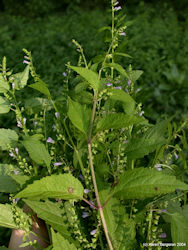 skullcap herb plant picture