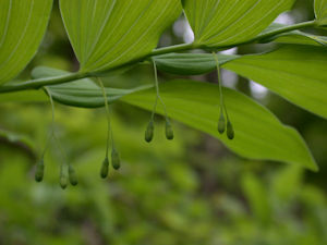 Solomon Seal Plant picture