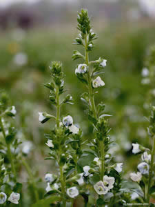 Ivy Leaf Speedwell Flower, Veronica