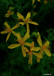 St. John's Wort herb plant flowering picture