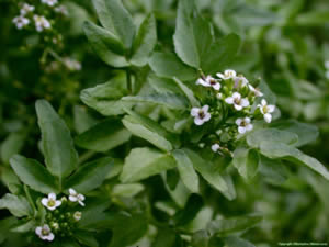watercress picture edible plant