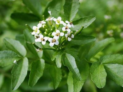 Watercress flower, cluster of white flowers with four petals each and yellow centers