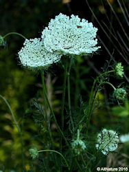 Wild Carrot, Queen Anne's Lace Flower