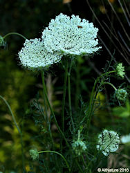 Queen Anne's Lace Part II: Traditional Use of Daucus Carota