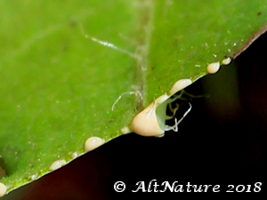 milky sap dripping from lettuce leaf