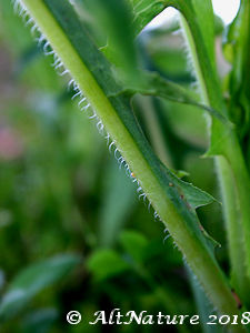  wild lettuce leaf spines, identify wild lettuce by the prickly midrib of the leaf- unless it's chicory, which has the same but finer hairs