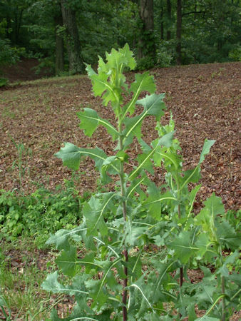 Wild Lettuce plant