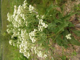 wild quinine plant, see description below