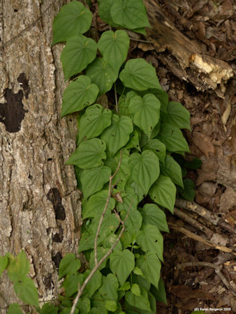 Wild Yam picture and uses Dioscorea Villosa