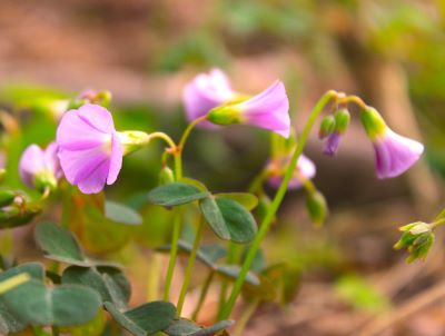Tiny Violet wood sorrel flowers on the forest floor