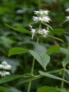 Downy Wood Mint Herb Flower