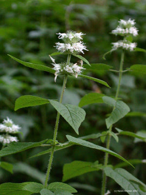 Downy Wood Mint Herb Flower