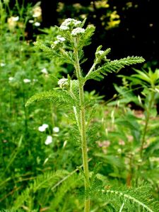 Yarrow plant showing the feather like leaves.