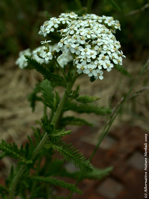 Yarrow flower picture