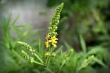 Agrimony herb plant picture with yellow flowers on spikes and pinnate hairy leaves with toothed edges