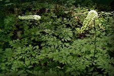Black Cohosh herb, Cimicifuga racemosa, tall spikes of white flowers, growing wild in the woods