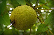 Black Walnut, Juglans Nigra, hanging from tree, round light yellow green fruit that smells lemony