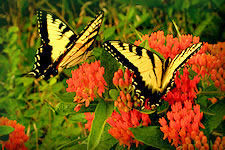 Butterfly weed herb , Asclepias tuberosa , flowering with two Yellow Swallowtail butterflies, orange flowers