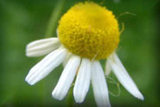 Chamomile flower, ingredient in calming teas, small daisy like flower