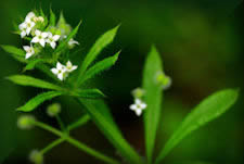 Cleavers picture, a bristly plant with whorled leaves and small white flowers
