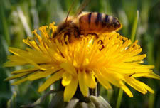 Dandelion flower close up picture with honeybee