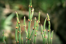 Ephedra plant picture