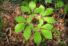 Four prong ginseng plant bird's eye view