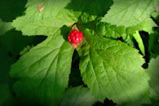 Goldenseal herb leaf and berry picture Palmate lobed leaves , the red berry resembles a raspberry