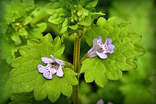 Ground Ivy, Creeping Charlie Plant, small spreading plant with scalloped leaves and purple flowers