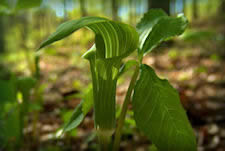 Jack in the Pulpit, Indian Turnip, 