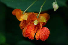 Jewelweed flower picture, A bit trumpet shaped, Jewelweed flowers hang from the plant much as a jewel from a
        necklace