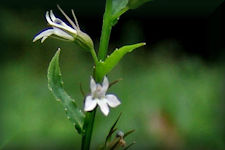 lobelia, blue lobelia, Indian tobacco plant picture, see linked page for description