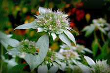 Mountain Mint flower picture - see plant description on linked page
