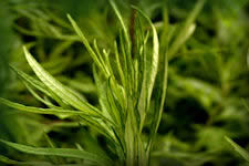 Mugwort herb picture. see description on linked page. divided leaves with white undersides, sweet smelling herb