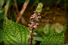 Perilla, an strongly aromatic weed, has wrinkled leaves, toothed and small purple flowers on spikes in late summer. 