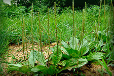 Plantain, Oval leaves with parallel veins, tiny white flowers on green spikes