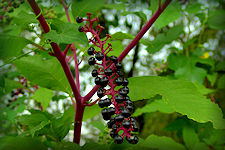 Poke weed picture, tall plant wiht ovoid leaves and red stems, with bundle of dark berries