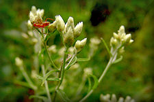 Rabbit tobacco flower picture, see description