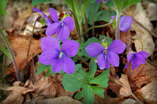 Blue violet flowers, 5 petals and heart shaped leaves
