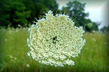 Wild carrot flower picture, Queen Anne's Lace -the erect and branched carrot stems grows to a height of two to four feet or more. Both stems and leaves are covered with short coarse hairs. The leaves are very finely divided-tri-pinnate, alternate, and embrace the stem with a sheathing base. The two to four inch flower is actually a compound of terminal umbels, made up of many small white flowers. 