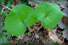 Wild Ginger herb picture - The large heart or kidney shaped leaves are hairy, dark green and deeply indented at the stem they grow in opposite pairs to a height of about 8 to 10 inches. The small maroon to brown, deep bowl shaped flowers grow at the base, between the leaf stems, it is single short stemmed and hairy outside and seems to split open into three outwardly folded petals,