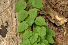 Wild Yam vine picture - dull heart shaped leaves with parallel veins