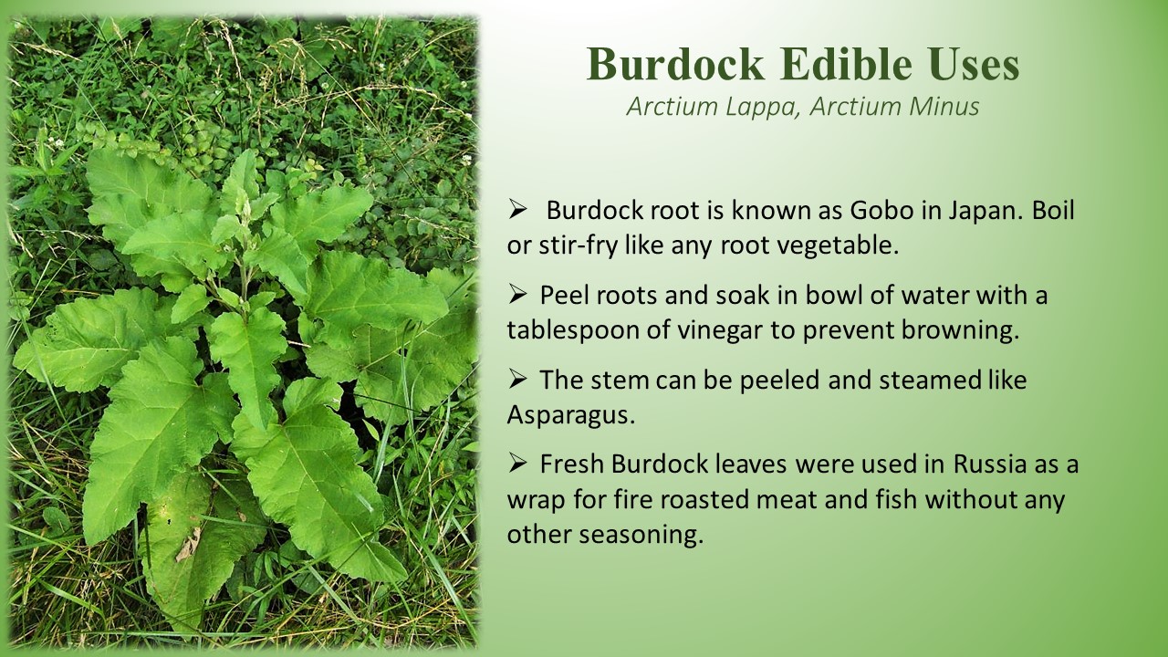 Printable Information slide that says - Burdock root is known as Gobo in Japan. Boil and stir-fry like any root vegetable. Peel roots and soak them in a bowl of water with a tbsp. of vinegar to prevent browing. Burdock stems can be peeled and steamed like Asparagus. Fresh Burdock leaves were used in Russia as a wrap for fire-roasted meat and fish without any other seasoning. Also a picture of a young Burdock plant - rosette of large leaves close to the ground