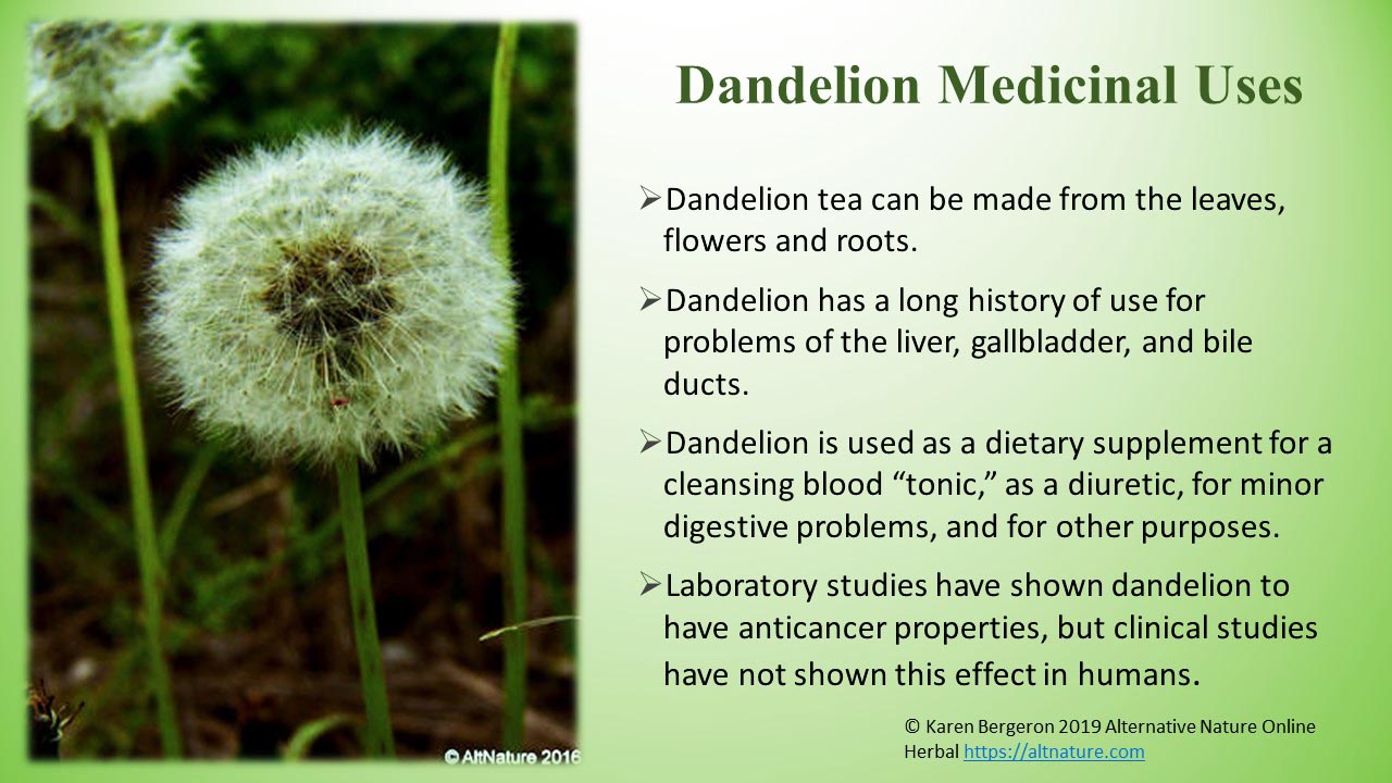 Dandelion, Herbal Uses , Edible Uses