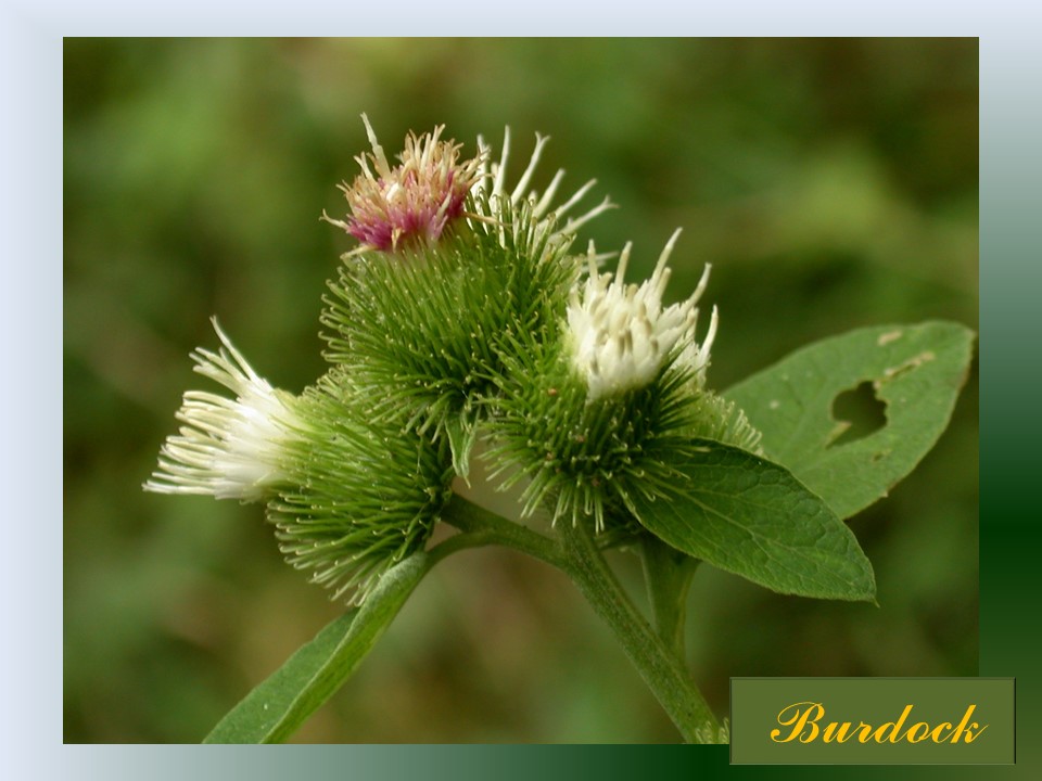 Printable picture of flowering Burdock Cockleburs, with light grey frame and Burdock title in lower right corner.
