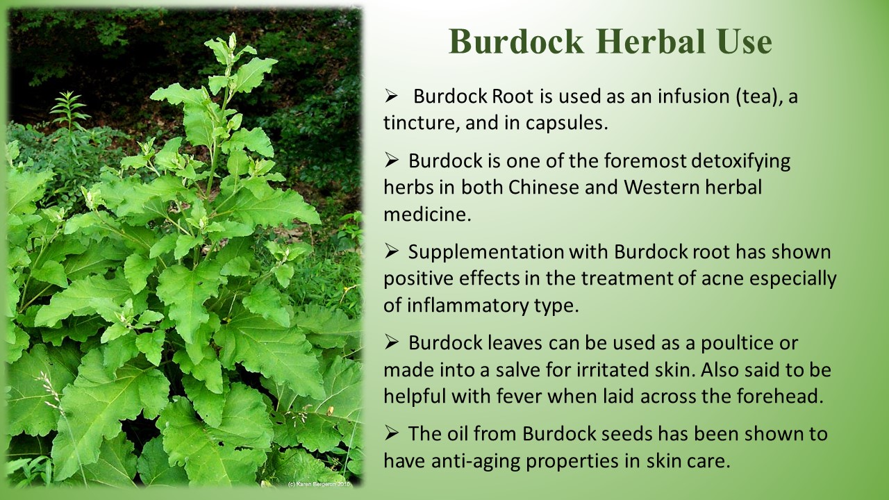 Printable Burdock Herbal Uses Slide says Burdock Root is used as an infusion (tea), a tincture, and in capsules.
Burdock is one of the foremost detoxifying herbs in both Chinese and Western herbal medicine.
Supplementation with Burdock root has shown positive effects in the treatment of acne especially of inflammatory type.
Burdock leaves can be used as a poultice or made into a salve for irritated skin. Also said to be helpful with fever when laid across the forehead.
The oil from Burdock seeds has been shown to have anti-aging properties in skin care. Also a picture of a tall Burdock plant