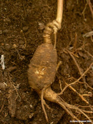 Ginseng Root picture