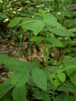 woodland agrimony plant