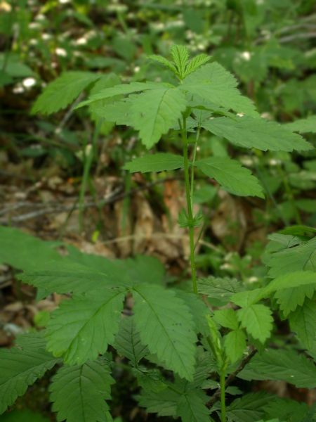 woodland agrimony plant