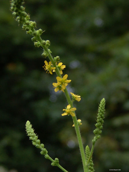 Agrimony Herb picture, small yellow flowers on spike